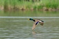 Mallard duck drake flying over water. Royalty Free Stock Photo