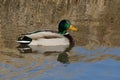 Mallard Duck drake with golden reflections