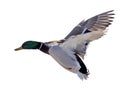 Mallard duck drake with green head in flight Royalty Free Stock Photo