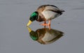 Mallard duck drake on ice Royalty Free Stock Photo