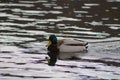 Mallard duck drake Royalty Free Stock Photo