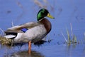 Mallard Duck Drake  822054 Royalty Free Stock Photo