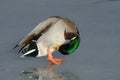 Mallard Duck Drake preening Royalty Free Stock Photo