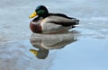 Mallard Duck Drake Royalty Free Stock Photo