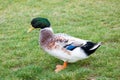 Mallard duck, drake, standing on a grass Royalty Free Stock Photo