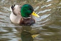 Mallard duck drake swimming