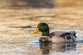 Mallard duck