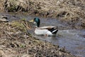 Mallard Duck (Drake) Royalty Free Stock Photo