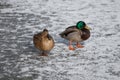 Mallard Duck Drakes and Ducks couple Royalty Free Stock Photo