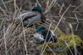 Mallard duck drakes on nest or nesting