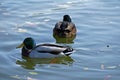 Mallard duck drakes - orginal and hybryd