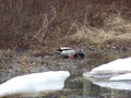 Mallard duck drinking fresh snow water