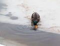 Mallard duck drinks melting water standing on ice. Female wild duck on spring lake Royalty Free Stock Photo