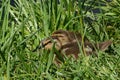 Mallard Duck Duckling Brood Royalty Free Stock Photo