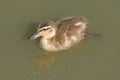 Mallard Duck duckling Royalty Free Stock Photo