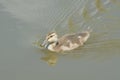 Mallard duck duckling Royalty Free Stock Photo