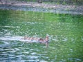 Mallard Duck with Ducklings Swimming Through a River Royalty Free Stock Photo