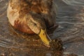 mallard duck eating of cluster Dreissena polymorpha shells
