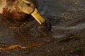 mallard duck eating of cluster Dreissena polymorpha shells