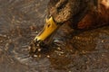 mallard duck eating of cluster Dreissena polymorpha shells