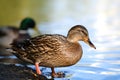 A Mallard duck enters a lake with blue water under a Sunny landscape. Birds and animals in the concept of wild nature Royalty Free Stock Photo