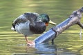 MAllard duck on a fallen branch scratches itself