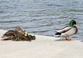 Mallard Duck Family Royalty Free Stock Photo