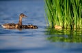Mallard Duck Family with Yellow Duckling Royalty Free Stock Photo