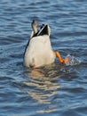 Mallard Duck Feeding