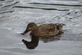 Mallard duck female Royalty Free Stock Photo