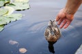 Mllard duck new friend Royalty Free Stock Photo