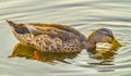 Mallard Duck Female Juanita Bay Park Lake Washington Kirkland Wa