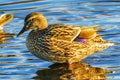 Mallard Duck Female Juanita Bay Park Lake Washington Kirkland Washiington Royalty Free Stock Photo