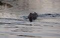 Mallard duck female in a pond with thin ice Royalty Free Stock Photo