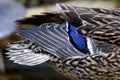 Mallard Duck Female Tail Closeup 703031