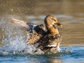 Mallard duck