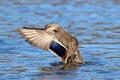 Mallard Duck Female Wing Flap Royalty Free Stock Photo