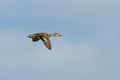 Mallard Duck in Flight Royalty Free Stock Photo