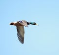 A Mallard duck in flight Royalty Free Stock Photo