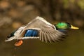 Mallard Duck In Flight Royalty Free Stock Photo
