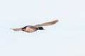 Mallard duck in flight, duck hunting season