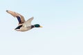 Mallard duck in flight, duck hunting season