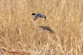 Mallard duck in flight, duck hunting season