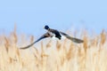 Mallard duck in flight, duck hunting season