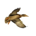 Mallard duck in flight isolated