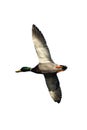 Mallard Duck in flight Royalty Free Stock Photo