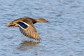 a duck flying through the air over water with its wings spread Royalty Free Stock Photo