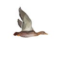 Mallard duck flight Royalty Free Stock Photo