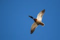 Mallard duck in flight