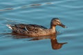 the duck is floating in a pond with blue water and a light reflection on it